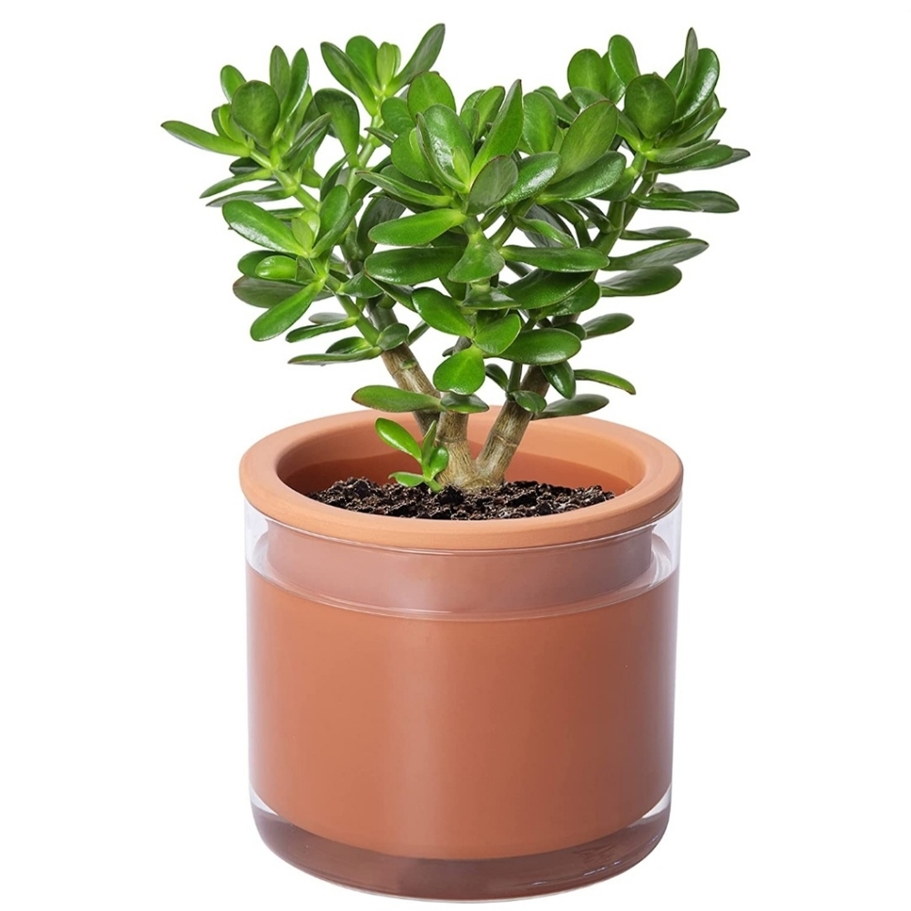 Phoenix Vine Self Watering Plants Pot